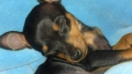 Ziva