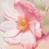 /gallery/000078-obrazy-apj-anemone-monte-rosa-7897l.jpg