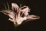 Akordeon
